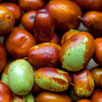 Jojoba Australian Oil