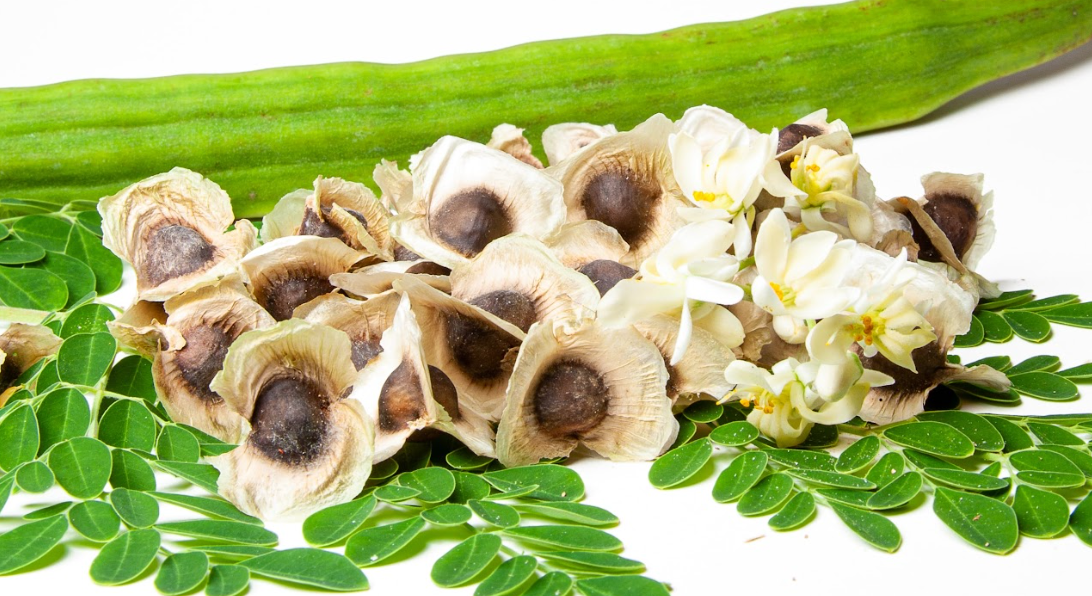Moringa Oil