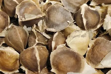 Moringa Oil